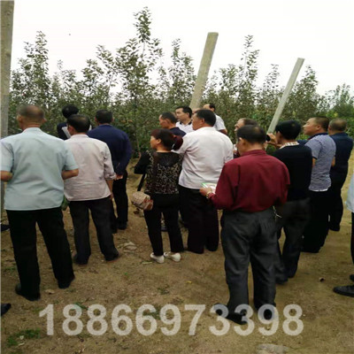 来基地看果订苗的甘肃，湖北客户